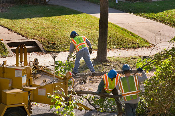 Best Fruit Tree Pruning  in Greensboro, NC