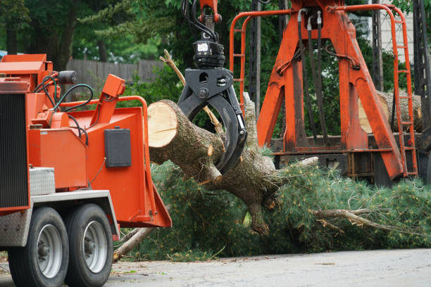  Greensboro, NC Tree Removal Pros